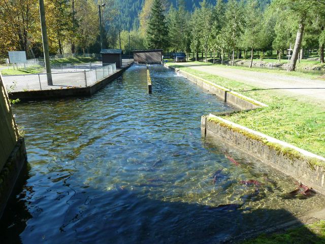 Weaver Creek Spawning Channel