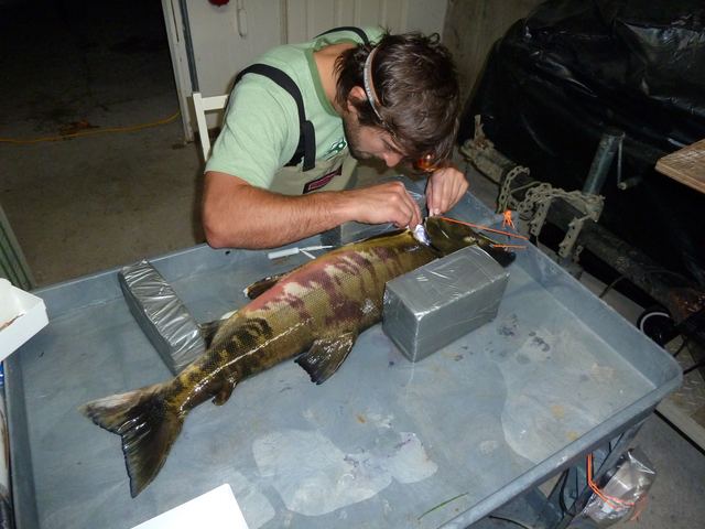 Implanting blood flow transmitter into chum salmon