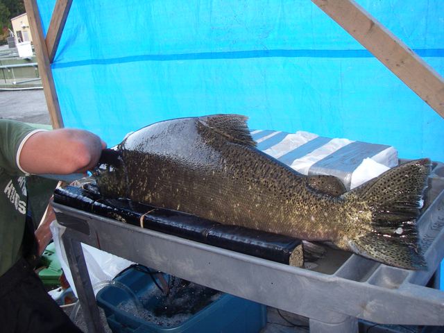 19 kg Chinook salmon
