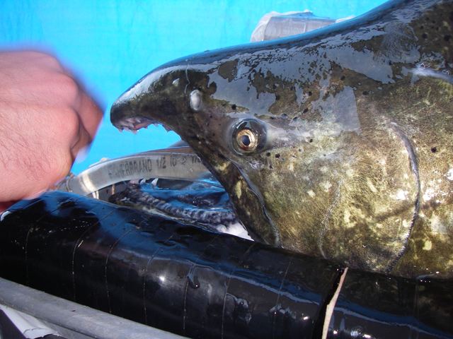 19 kg Chinook salmon