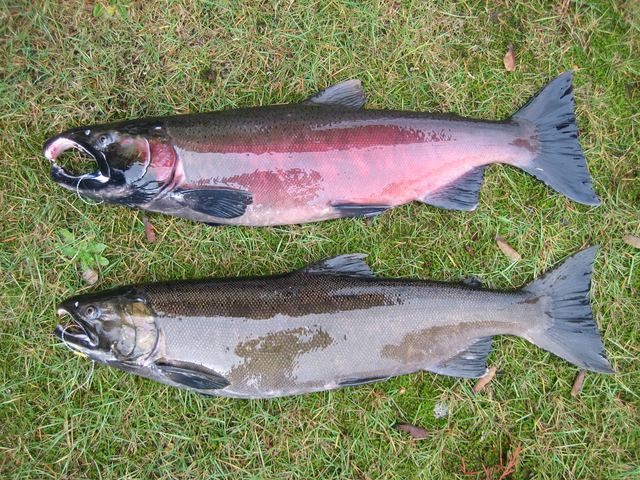 Male & female coho salmon