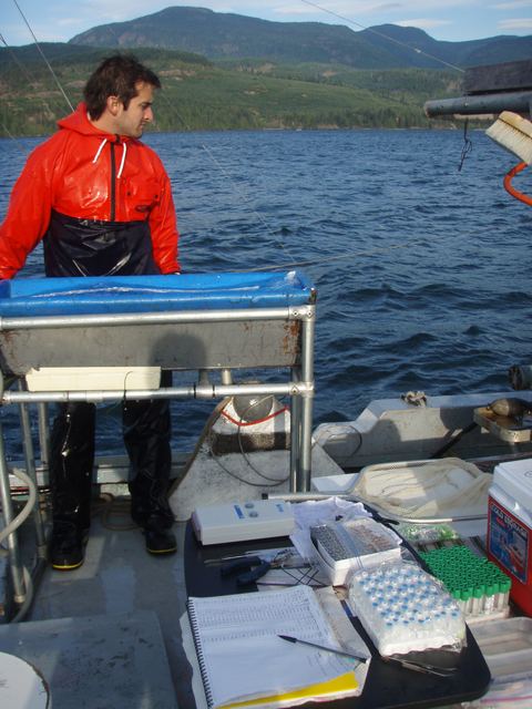 Tagging sockeye salmon