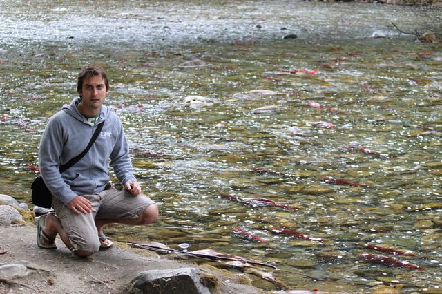 Spawning sockeye salmon