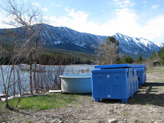 Tanks on Chilko River