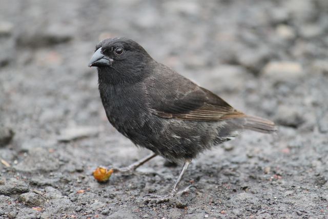 Ground finch, the main reason for a visit to the Galapagos