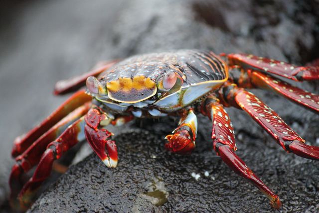 Sally Lightfoot crab, Galapagos