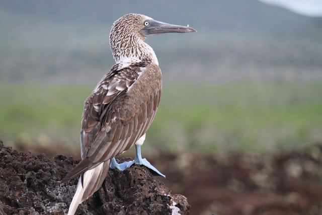 Blue-footed booby, Galapagos