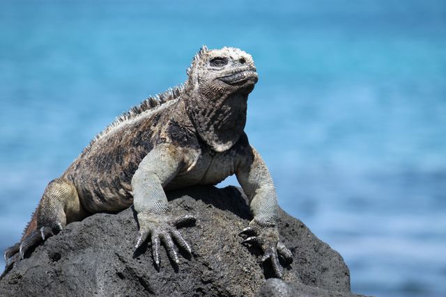 Marine iguana, Galapagos