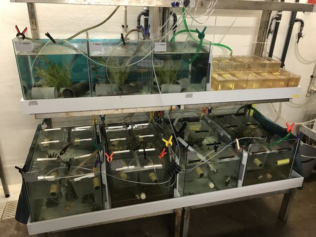 Wrasse & cod setup, Kristineberg
