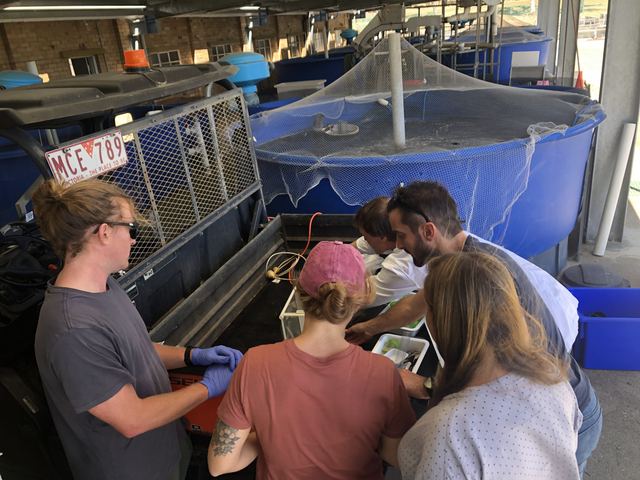 Sampling Chinook salmon at Snobs Creek