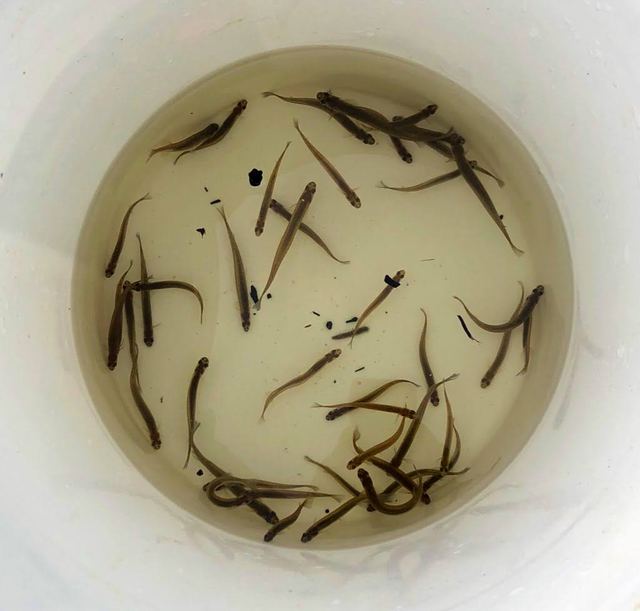 Good catch! Galaxias maculatus on their way to the lab